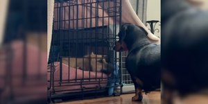 Vídeo mostra cadelinha abrindo canil e ajudando amigo a escapar