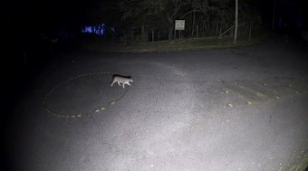 Gripe aviária é confirmada em marreco no Parque Ibirapuera