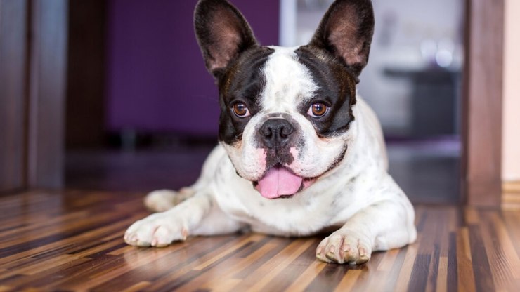 10 raças de cachorros ideais para apartamento