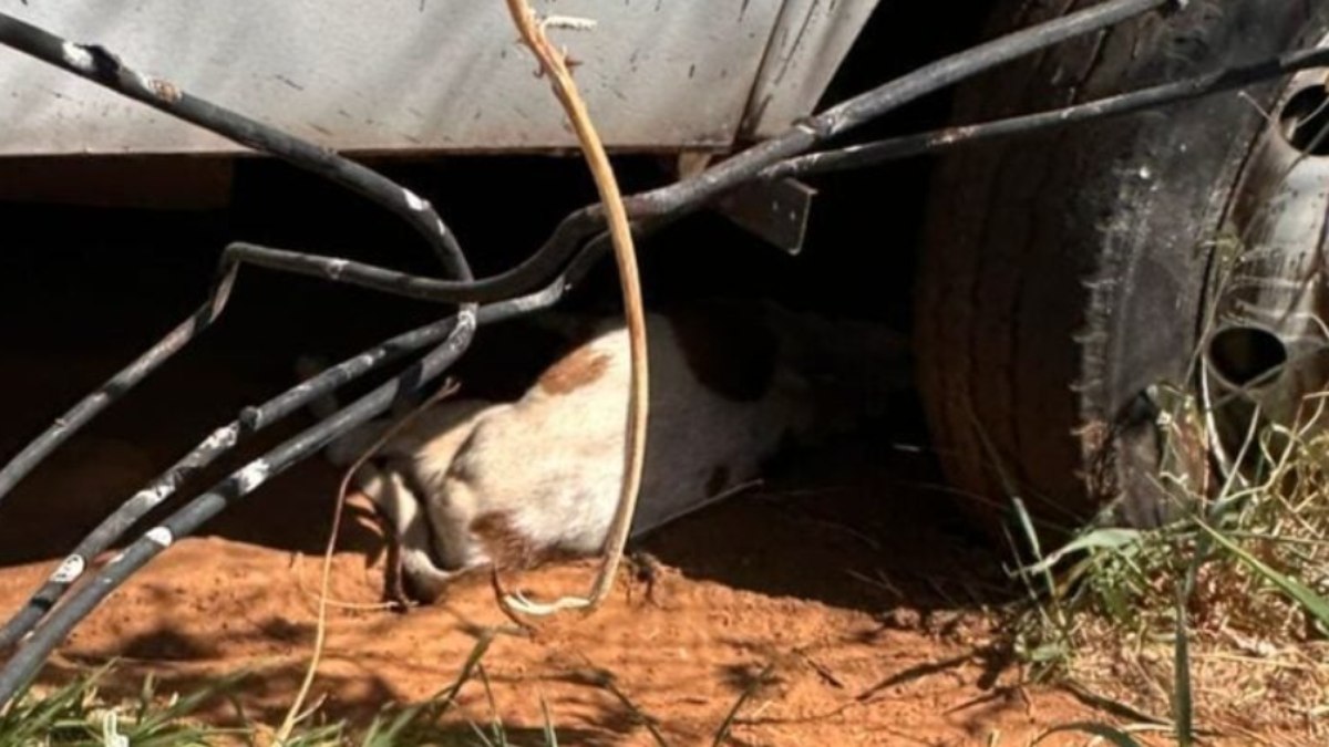 Policial é suspeito de envenenar cachorros em delegacia
