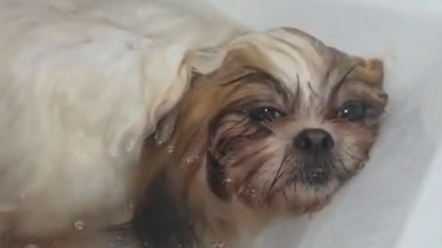 Shih Tzu quase dorme no banho Shih Tzu quase dorme no banho
