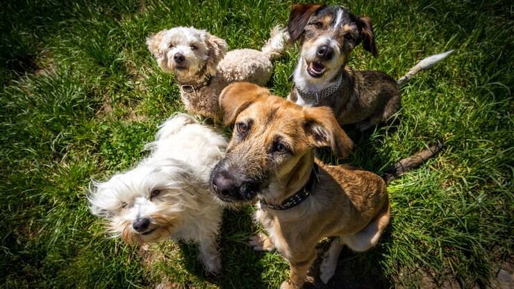 Creches para cachorros: saiba quais benefícios trazem aos pets