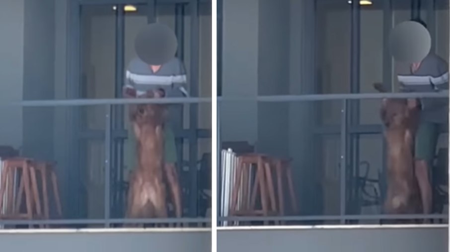 Vídeo mostra tutor agredindo cachorro em varanda de apartamento Vídeo mostra tutor agredindo cachorro em varanda de apartamento