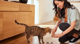 Confira 10 benefícios dos alimentos úmidos para os gatos