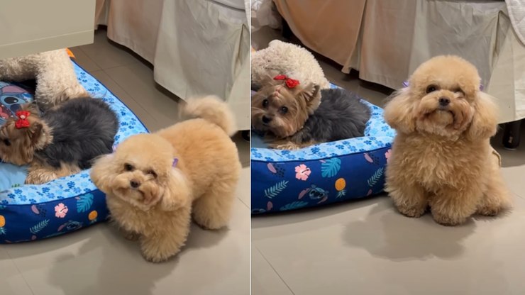 Poodle%20se%20chateia%20ao%20descobrir%20que%20irm%C3%A3%20n%C3%A3o%20quer%20passear
