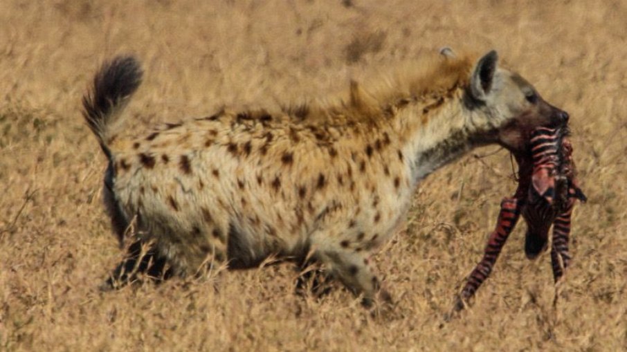 Uma hiena que conseguiu predar um filhote de zebra no Ngorongoro.