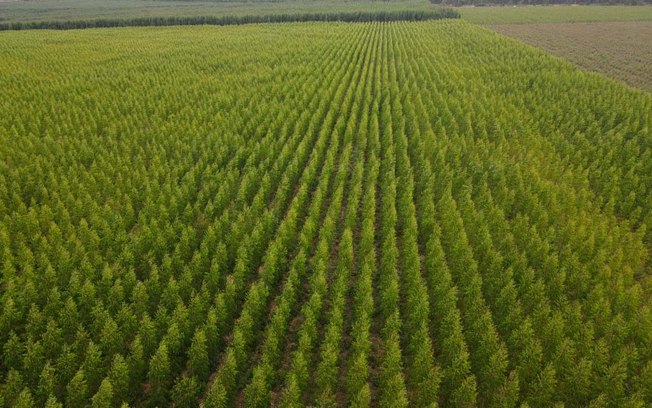Madeira é destaque de MG na economia de baixo carbono
