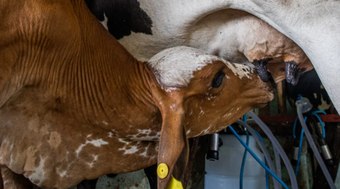 Menos%20vacas%2C%20mais%20leite%3A%20produ%C3%A7%C3%A3o%20cresce%203%20vezes%20no%20Brasil