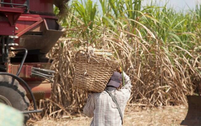 O cultivo da cana-de-açúcar domina a economia de boa parte do Nordeste