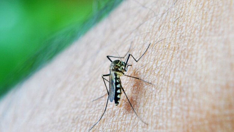 Até a última semana, mais de 400 mil casos prováveis de dengue foram registrados no Brasil. A taxa representa um aumento de mais de 53% em comparação ao mesmo período do ano passado.