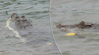 Australiano flagra crocodilo segurando cobra gigante na boca