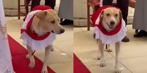 Cão viraliza ao ser homenageado em igreja; assista