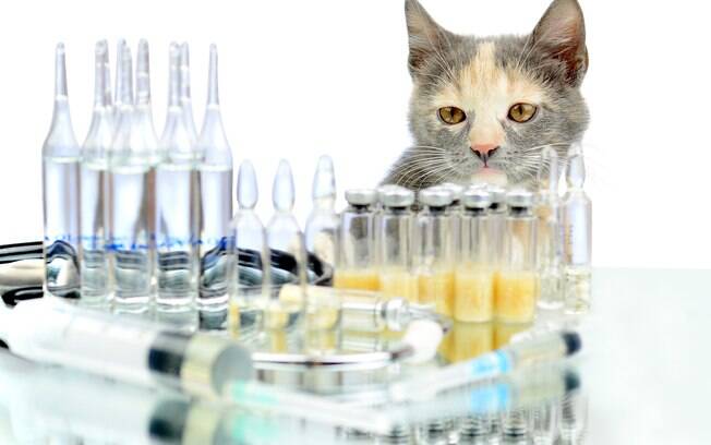Gato sentado entre diversos antibióticos e outros medicamentos
