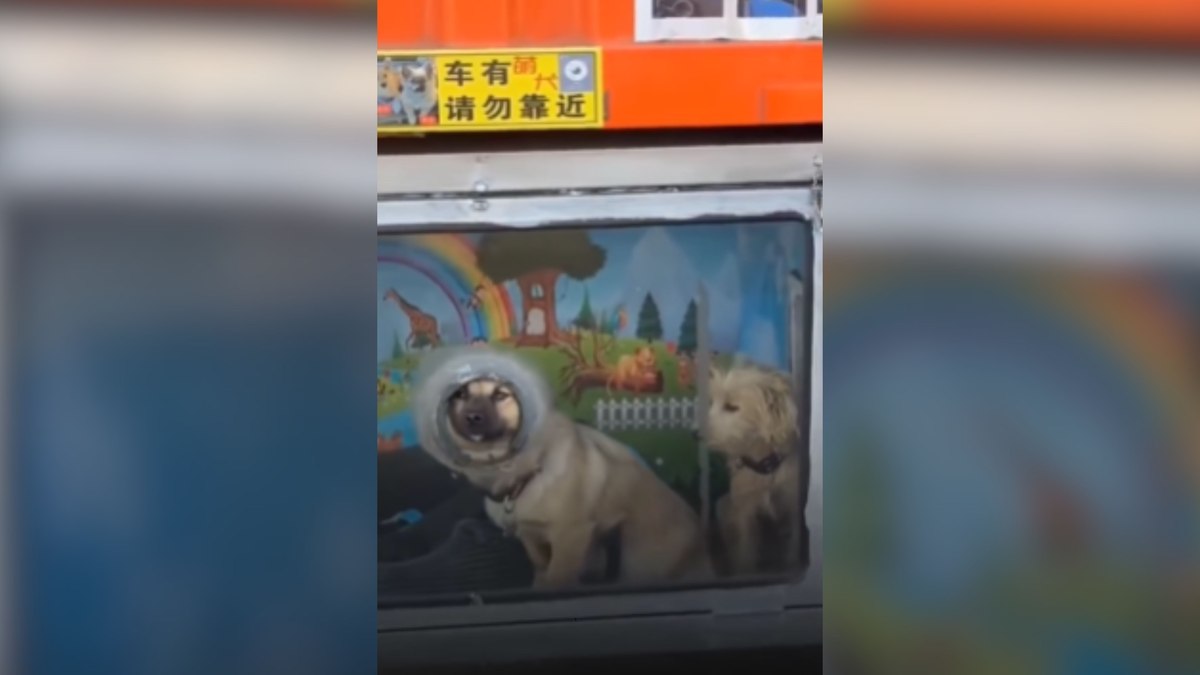 Caminhoneiro constrói casinhas em caminhão para levar pets Caminhoneiro constrói casinhas em caminhão para levar pets