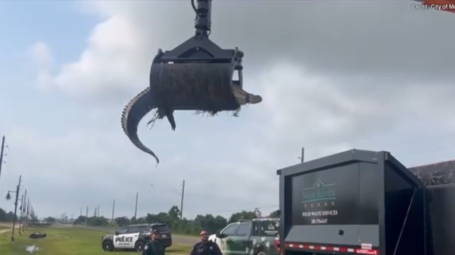 Crocodilo é removido de estrada com caminhão com garra