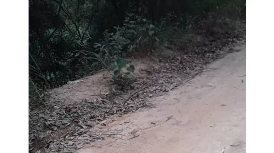 Cabeça humana é encontrada em ponto de ônibus em SP