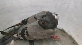Menina de 2 anos morre após contato com fezes de pombo