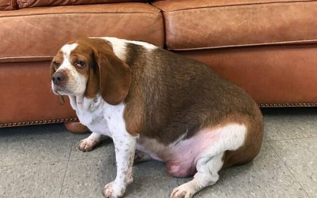 A beagle precisou de um treinamento especial para perder boa parte do peso