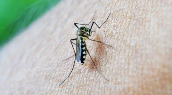 Brasil ultrapassa a marca de mil mortes por dengue em 2024