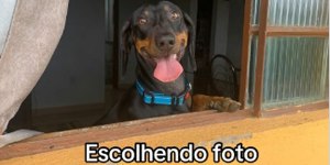 Cachorro encanta ao posar para ensaio para escolher foto do RG
