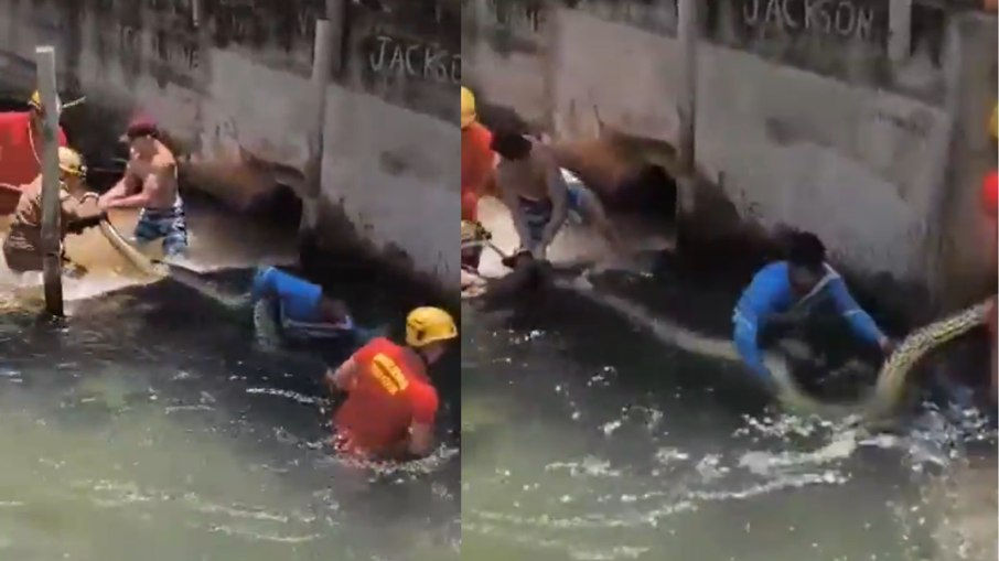 Serpente é retirada da água pelos bombeiros