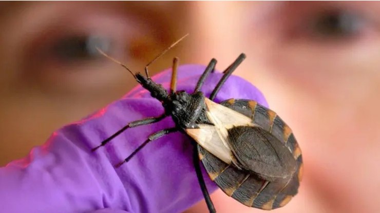 Doença
de Chagas mata 14 mil por ano; veja situação no Brasil Doença
de Chagas mata 14 mil por ano; veja situação no Brasil