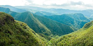 Projeto busca restaurar 600 mil hectares de vegetação nativa