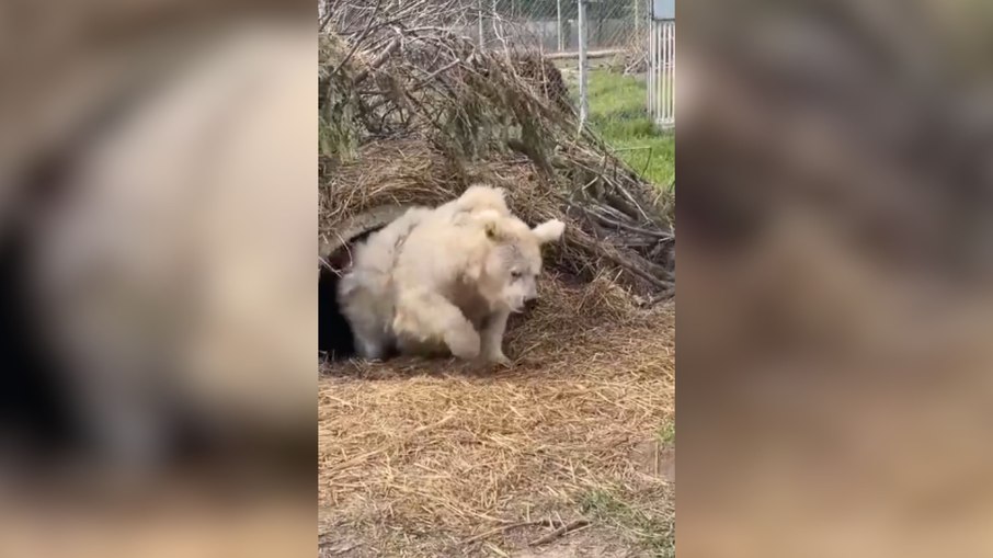 Hibernação dos ursos: como eles enfrentam o inverno