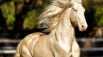 Cavalo%20dourado%3A%20conhe%C3%A7a%20a%20ra%C3%A7a%20mais%20bonita%20do%20mundo