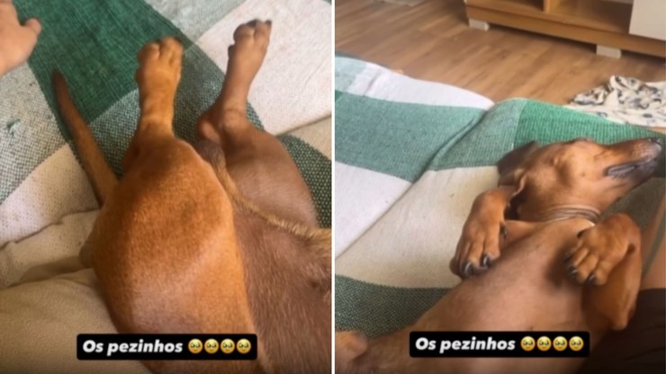 Cão mexe as patinhas como se estivesse correndo durante o sono