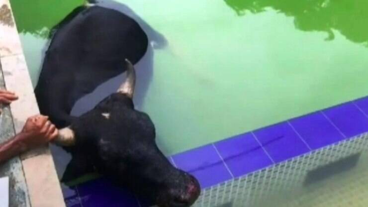 Vídeo: boi é resgatado por bombeiros após cair em piscina no RJ