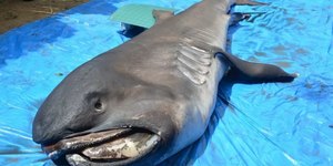 Tubarão de espécie rara é encontrado encalhado no Sergipe