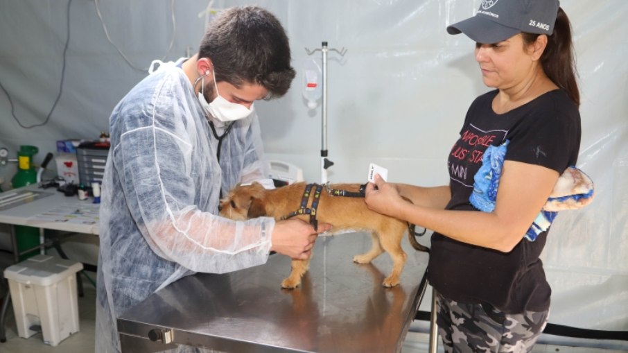 Todos os cães e gatos castrados no mutirão serão microchipados