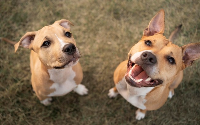 Elanco trata mais de 2 milhões de cães com Zenrelia