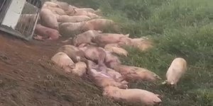 Caminhão com 140 porcos tomba na BR-356, em MG; veja vídeo