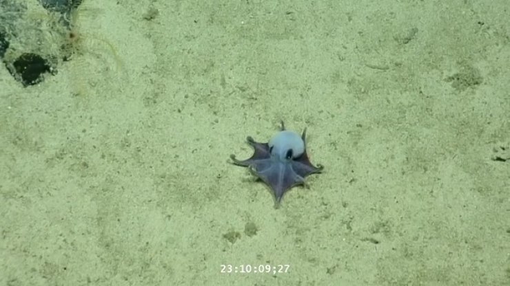 Polvo azul do tamanho de bola de golfe é descoberto em Galápagos