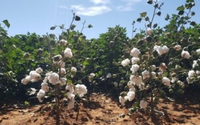 Rabobank Brasil coordena captação de R$ 1 bilhão para financiar cadeia de clientes da divisão agrícola da Bayer