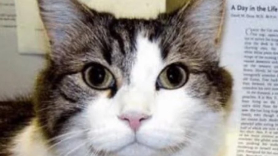 Gato Nelson Gato Nelson