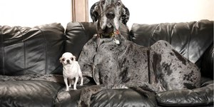 Cães mais alto e mais baixo do mundo se veem pela 1ª vez