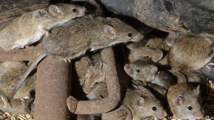 Ratos invadem presídios, hospitais, casas e empresas na Austrália
