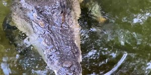 Adolescentes atacam crocodilo em criadouro com barra de metal