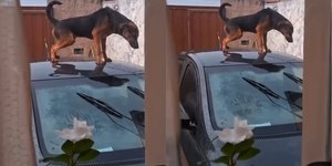 Fazendo birra! Cachorro urina no carro da dona após bronca