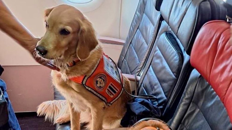 Cão que ajudou vítimas de terremoto em assento de avião 