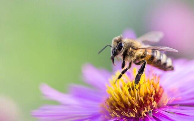 A estimativa é de que, a cada ano, 30 pessoas morrem para 12 mil acidentes com picada de abelha