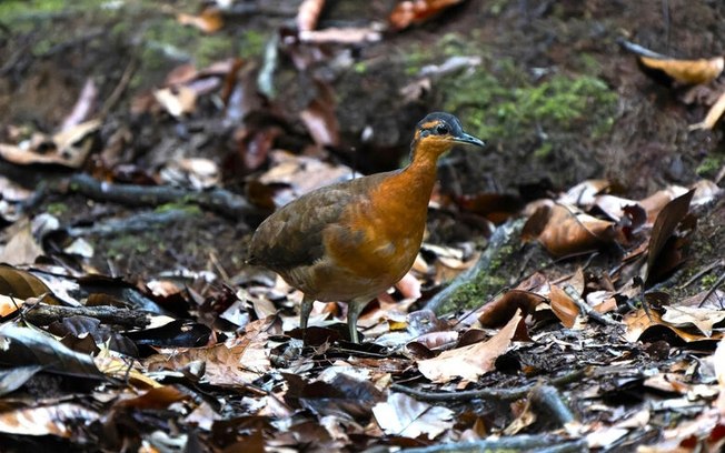 Estudante da UFSCar descobre nova espécie de ave na Amazônia