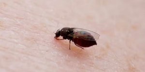 Nova linhagem do vírus Oropouche é detectada no Sudeste