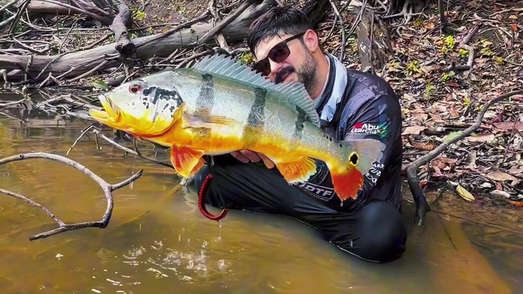 Pescador registra alteração de cor em
tucunaré durante pescaria