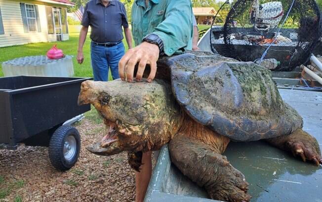 Tartaruga gigante de 56 quilos
