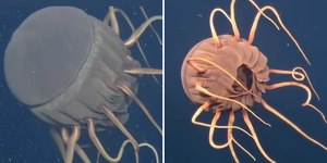 Robô subaquático flagra água-viva pré-histórica rara e ferida