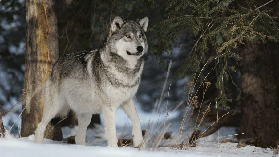 O lobo-cinzento é um dos grandes predadores do Hemisfério Norte, e quase foi extinto
